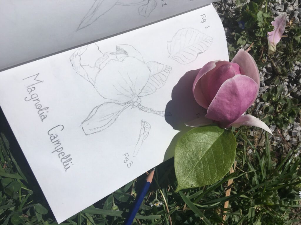 Ilustración botánica al aire libre
